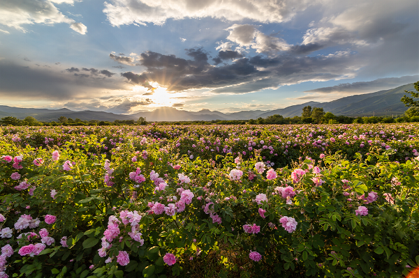 Gül Hasadı Ve Salda Gölü Turu