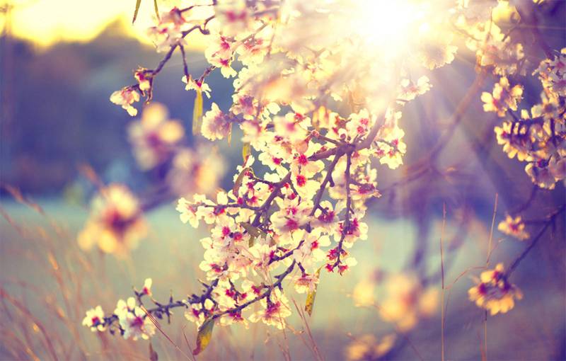 Datça Badem Çiçeği Festivali